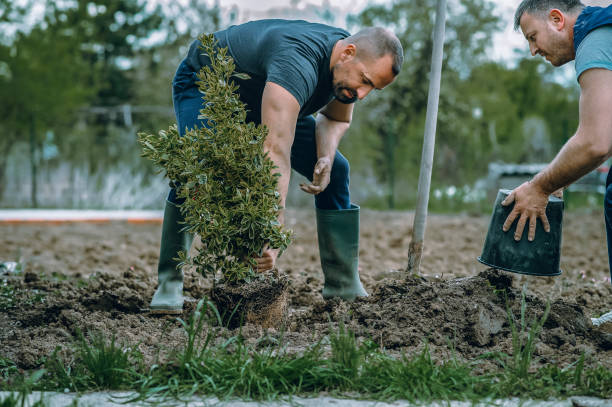 Best Tree Trimming and Pruning  in Woodlands, CA